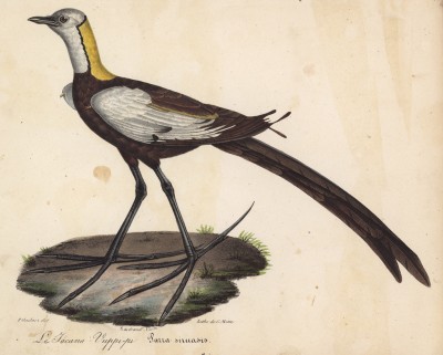 Якана вупи-пи (лист из альбома литографий "Галерея птиц... королевского сада", изданного в Париже в 1825 году)