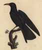 Красноклювая галка (Coracia erythroramphos (лат.)) (лист из альбома литографий "Галерея птиц... королевского сада", изданного в Париже в 1822 году)