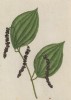 Перец чёрный (Piper nigrum (лат.)) — многолетнее растение, источник таких пряностей, как чёрный, белый, зелёный и розовый перцы (лист 348 "Гербария" Элизабет Блеквелл, изданного в Нюрнберге в 1757 году)