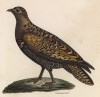 Рябок (лист из альбома литографий "Галерея птиц... королевского сада", изданного в Париже в 1825 году)