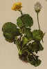 Гравилат горный (Geum montanum (лат.)) (из Atlas der Alpenflora. Дрезден. 1897 год. Том III. Лист 227)