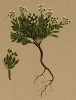 Кернера альпийская (Kernera saxatilis (лат.)) (из Atlas der Alpenflora. Дрезден. 1897 год. Том II. Лист 150)