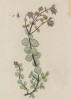 Ясенец критский (Dictamnus Creticus (лат.)) — монотипный род растений из семейства рутовые, подсемейства Rutoideae (лист 462 "Гербария" Элизабет Блеквелл, изданного в Нюрнберге в 1760 году)
