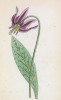 Эритрониум, или собачий зуб (собачий клык), или кандык (Erythronium Dens canis (лат.)) (лист 393 известной работы Йозефа Карла Вебера "Растения Альп", изданной в Мюнхене в 1872 году)