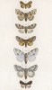 Бабочки родов Limacodes, Cymatphora, Diloba, Acronycta и Briophila (лат.) (лист 68)