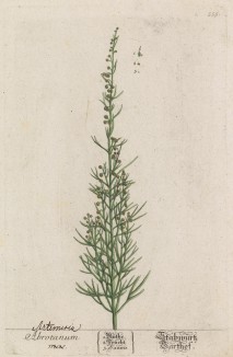 Божье дерево (Abrotanum (лат.)) (лист 555 "Гербария" Элизабет Блеквелл, изданного в Нюрнберге в 1760 году)