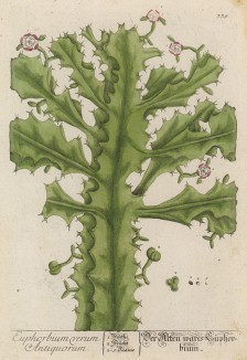 Молочай ( Euphorbia (лат.)). Названо в честь медика Эйфорбоса, впервые применившего молочай как лекарственное средство (лист 339 "Гербария" Элизабет Блеквелл, изданного в Нюрнберге в 1757 году)