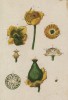 Кувшинка (Nymphaea lutea (лат.)) (лист 497b "Гербария" Элизабет Блеквелл, изданного в Нюрнберге в 1760 году)