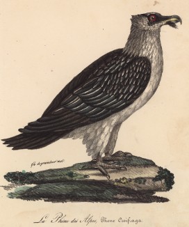 Бородач, или ягнятник (лист из альбома литографий "Галерея птиц... королевского сада", изданного в Париже в 1822 году)