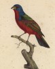 Разноцветный зяблик (Passerina Ciris (лат.)) (лист из альбома литографий "Галерея птиц... королевского сада", изданного в Париже в 1822 году)