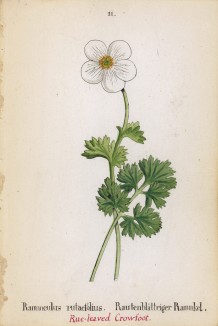 Лютик рутолистный (Ranunculus rutaefolius (лат.)) (лист 11 известной работы Йозефа Карла Вебера "Растения Альп", изданной в Мюнхене в 1872 году)