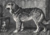 Леонбергер из "Книги собак" Веро Шоу, изданной в Лондоне в 1881 году