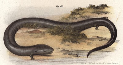 Саламандра Muracnopsis tridactula (лат.), обитающая в Северной Америке (из Naturgeschichte der Amphibien in ihren Sämmtlichen hauptformen. Вена. 1864 год)