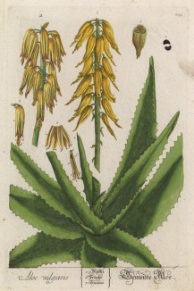 Алоэ, или столетник (Aloe (лат.)) — род растений семейства асфоделовые, содержащий около 400 видов. Название в переводе с арабского означает «горький» (лист 229 "Гербария" Элизабет Блеквелл, изданного в Нюрнберге в 1757 году)