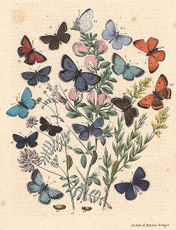 Бабочки семейства голубянок. "Книга бабочек" Фридриха Берге, Штутгарт, 1870. 