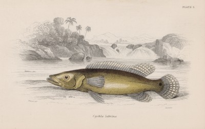 Цихла, или оцеллярис (Cychla Labrina (лат.)) (лист 3 тома XL "Библиотеки натуралиста" Вильяма Жардина, изданного в Эдинбурге в 1860 году)