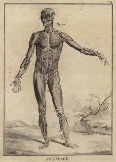 Анатомия. Вид мускулатуры спереди по Альбениусу. (Ивердонская энциклопедия. Том I. Швейцария, 1775 год)
