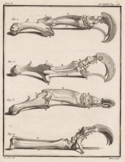 Кости и когти (лист XXXIII иллюстраций к десятому тому знаменитой "Естественной истории" графа де Бюффона, изданному в Париже в 1763 году)