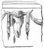 Несчастный воробей, случайно повесившийся на шерстяной нити, из которой он свил себе гнездо в глазнице черепа быка, украшавшего ротонду, расположенную на главной улице Дублина Саквилл-стрит (The Illustrated London News №90 от 20/01/1844 г.)