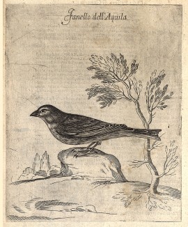 Коноплянка, или реполов. Самцы никогда не поют в одиночку. Fanello dell'Aquila (ит.). Из первого (1622 г.) издания работы итальянского философа и натуралиста Джованни Пьетро Олины (1585-1645) Uccelliera overo discorso della natura, e proprieta…