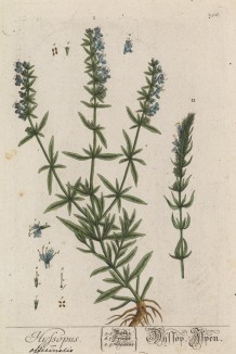 Синий зверобой. Иссоп, или синий зверобой (Hyssopus (лат.)) — род растений семейства яснотковые (Lamiaceae) (лист 296 "Гербария" Элизабет Блеквелл, изданного в Нюрнберге в 1757 году)