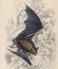 Красновато-серая летучая мышь (Vespertilio Natterei (лат.)) (лист 3 тома VII "Библиотеки натуралиста" Вильяма Жардина, изданного в Эдинбурге в 1838 году)