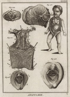 Анатомия. Части матки по Галлеру (Ивердонская энциклопедия. Том I. Швейцария, 1775 год)