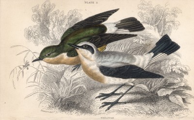 Каменка, или мухоловка (Oriolus bicolor (лат.)) (лист 5 тома XXV "Библиотеки натуралиста" Вильяма Жардина, изданного в Эдинбурге в 1839 году)