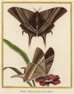Бабочки-пяденицы из Китая, изображённые Франсуа Мартине для Table des Planches Enluminées d'Histoire Naturelle de M. D'Aubenton (фр.) (Утрехт. 1783 год (лист 17))