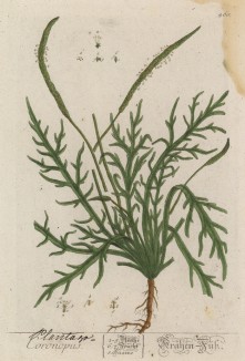 Подорожник (Plantago Coronapus (лат.)) (лист 460 "Гербария" Элизабет Блеквелл, изданного в Нюрнберге в 1760 году)