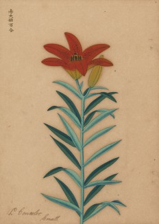 Лилия одноцветная средняя. Lilium concolor (лат.). Французская ксилография 1900-х гг.