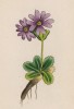 Примула Флорка (Primula Florkeana(лат.)) (лист 357 известной работы Йозефа Карла Вебера "Растения Альп", изданной в Мюнхене в 1872 году)