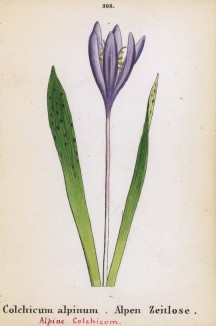 Безвременник альпийский (Colchicum alpinum (лат.)) (лист 398 известной работы Йозефа Карла Вебера "Растения Альп", изданной в Мюнхене в 1872 году)