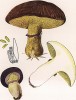 Маслёнок обыкновенный, поздний, настоящий, жёлтый или осенний; Boletus luteus Linn. (лат.). Один из наиболее популярных съедобных грибов. Дж.Бресадола, Funghi mangerecci e velenosi, т.II, л.161. Тренто, 1933
