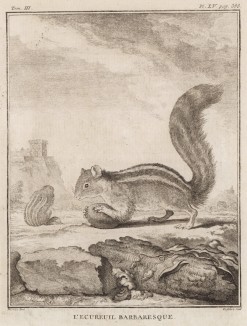 Берберийская белка (лист LV иллюстраций к третьему тому знаменитой "Естественной истории" графа де Бюффона, изданному в Париже в 1750 году)