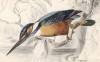 Зимородок (Alcedo ispida (лат.)) (лист 26 тома XXV "Библиотеки натуралиста" Вильяма Жардина, изданного в Эдинбурге в 1839 году)