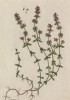 Тимьян ползучий, или чабрец, или богородская трава (Thymus serpyllum (лат.)) — вид многолетних полукустарников из рода тимьян семейства яснотковые (лист 418 "Гербария" Элизабет Блеквелл, изданного в Нюрнберге в 1760 году)
