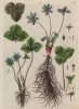 Печёночница благородная (лат. Hepatica nobilis) — травянистое вечнозелёное растение; вид рода печёночница семейства лютиковые (лист 207 "Гербария" Элизабет Блеквелл, изданного в Нюрнберге в 1757 году)