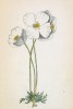Мак альпийский (Papaver alpinum (лат.)) (лист 42 известной работы Йозефа Карла Вебера "Растения Альп", изданной в Мюнхене в 1872 году)
