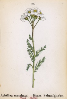 Тысячелистник мускусный (Achillea moschata (лат.)) (лист 216 известной работы Йозефа Карла Вебера "Растения Альп", изданной в Мюнхене в 1872 году)