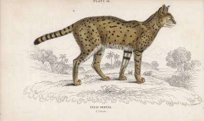 Сервал (Felis Serval (лат.)) (лист 24 тома III "Библиотеки натуралиста" Вильяма Жардина, изданного в Эдинбурге в 1834 году)