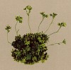 Камнеломка мускусная (Saxifraga moschata (лат.)) (из Atlas der Alpenflora. Дрезден. 1897 год. Том II. Лист 186)