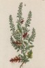 Кудрявец (душистая лебеда, чернобыльник) (Chenopodium Botrys (лат.)) (лист 314 "Гербария" Элизабет Блеквелл, изданного в Нюрнберге в 1757 году)