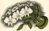 Орхидея PHALEONOPSIS AMABILIS (лат.) (листы DCCXXXVI-VII Lindenia Iconographie des Orchidées - обширнейшей в истории иконографии орхидей. Брюссель, 1901)