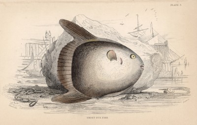 Рыба-луна — самая большая костная рыба в мире. Достигает в длину 3 м и веса 1,5 тонны. У Гиннесса есть данные о рыбе, пойманной в 1908 году недалеко от Сиднея, длиной 4,26 м и весом 2235 кг (Orthagoriscus mola (лат.)) (лист 3)