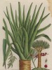 Драцена (Draco Arbor (лат.)) -- род растений семейства иглицевые. Представлен, по разным данным, 40 или 150 видами деревьев и суккулентных кустарников (лист 358 "Гербария" Элизабет Блеквелл, изданного в Нюрнберге в 1757 году)