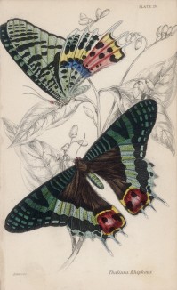 Бабочка Thaliura Phipheus (лат.) (лист 28 XXXVI тома "Библиотеки натуралиста" Вильяма Жардина, изданного в Эдинбурге в 1837 году)