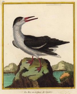 Птица-водорез из уютного южноамериканского болота (из Table des Planches Enluminées d'Histoire Naturelle de M. D'Aubenton (фр.). Утрехт. 1783 год (лист 357))