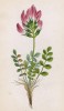 Астрагал монпелийский (Astragalus monspefsulanus (лат.)) (лист 130 известной работы Йозефа Карла Вебера "Растения Альп", изданной в Мюнхене в 1872 году)