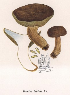 Польский, он же панский гриб, он же моховик каштановый, Boletus badius Fr. (лат.), съедобен. Дж.Бресадола, Funghi mangerecci e velenosi, т.II, л.166. Тренто, 1933
